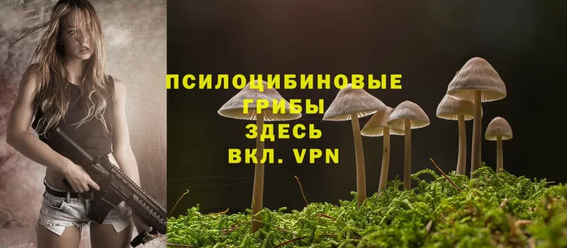 Псилоцибиновые грибы Cubensis Дрезна